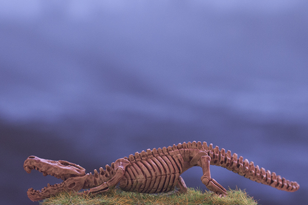 squelette skeletal crocodile